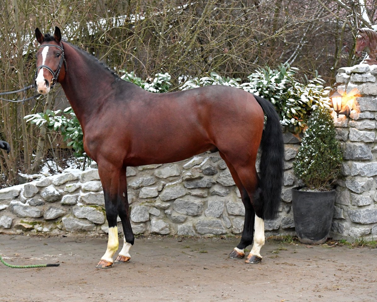 stallion Diago 22 (Holsteiner, 2015, from Dinken)