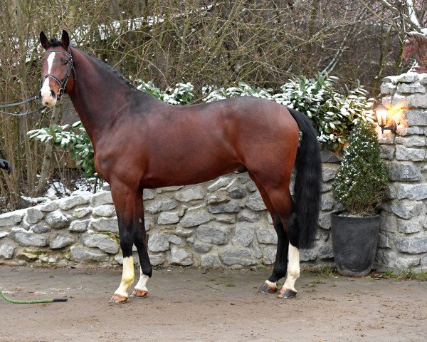 stallion Diago (Holsteiner, 2015, from Dinken)
