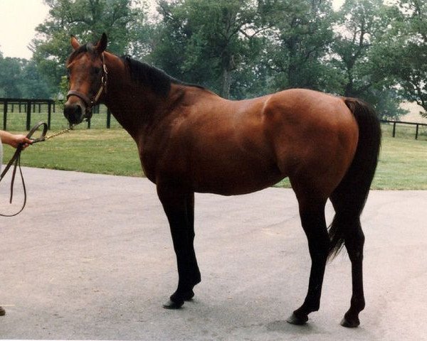stallion Topsider xx (Thoroughbred, 1974, from Northern Dancer xx)
