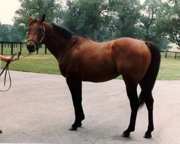 Deckhengst Topsider xx (Englisches Vollblut, 1974, von Northern Dancer xx)