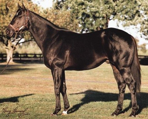 stallion Lion Hearted xx (Thoroughbred, 1996, from Storm Cat xx)