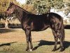 stallion Lion Hearted xx (Thoroughbred, 1996, from Storm Cat xx)