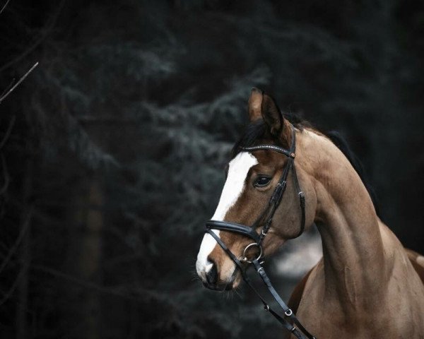 broodmare Polly (Hanoverian, 2012, from Providence 3)