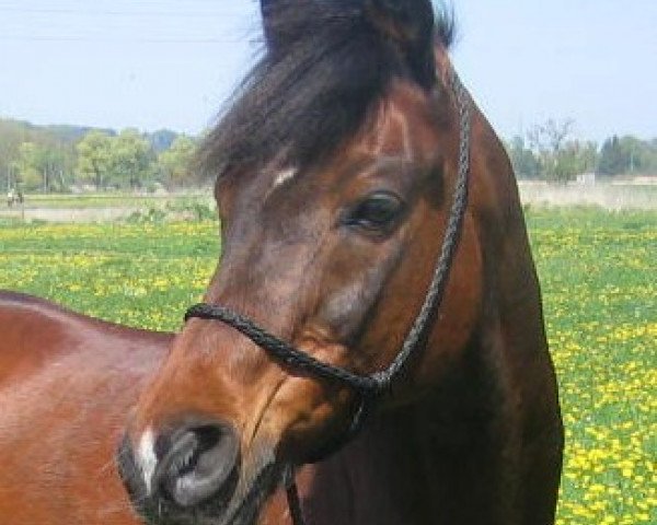 horse Fadlallah-5 (Arabian thoroughbred, 1987, from Fadlallah)