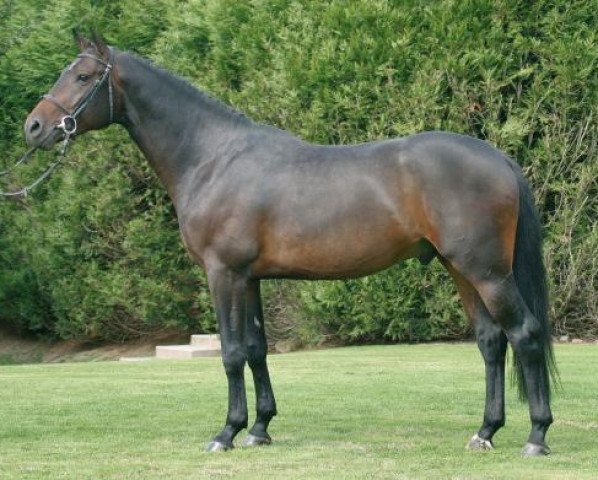 stallion Cyrano du Ruisseau Z (Zangersheide riding horse, 2002, from Chellano Z)
