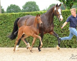 broodmare Cookie (Oldenburg, 2017, from Franziskus FRH)