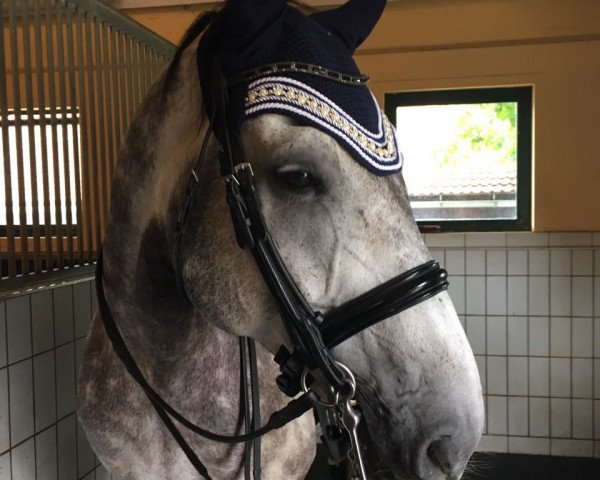 dressage horse Alex 668 (KWPN (Royal Dutch Sporthorse), 2005, from Oo-Seven)