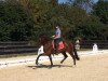 dressage horse Int2ition (KWPN (Royal Dutch Sporthorse), 2013, from UB 40)