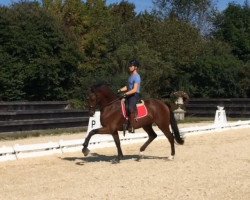 dressage horse Int2ition (KWPN (Royal Dutch Sporthorse), 2013, from UB 40)