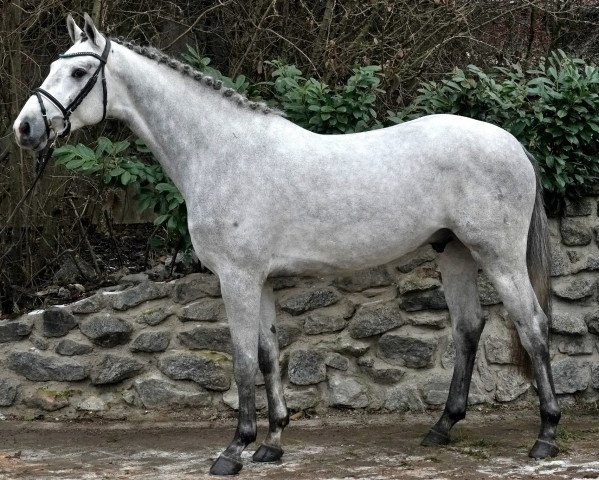 horse Calimbus (Holsteiner, 2018, from Cancara)