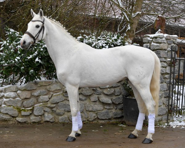 stallion Caitano (Holsteiner, 2000, from Carthago)