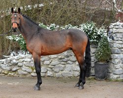 stallion All In One 22 (Holsteiner, 2017, from Adagio de Talma)