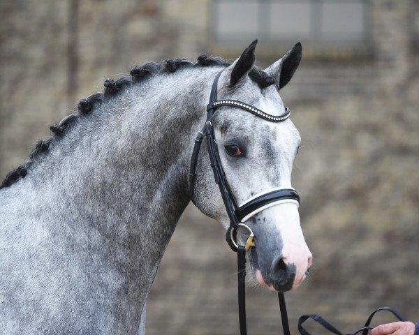 stallion Charmeur Blanc (Westphalian, 2018, from Cornado NRW)