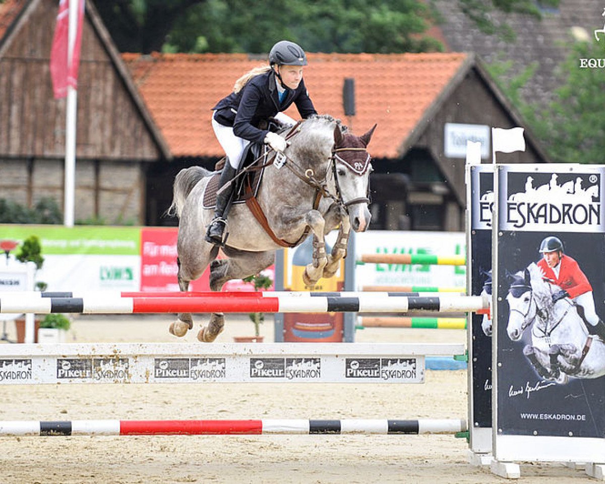 jumper Pit Sg (German Riding Pony, 2010, from Pilatus)