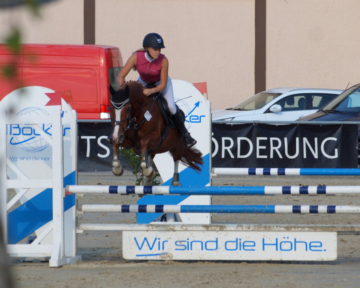 horse Conner (German Riding Pony, 2010, from Cornett)