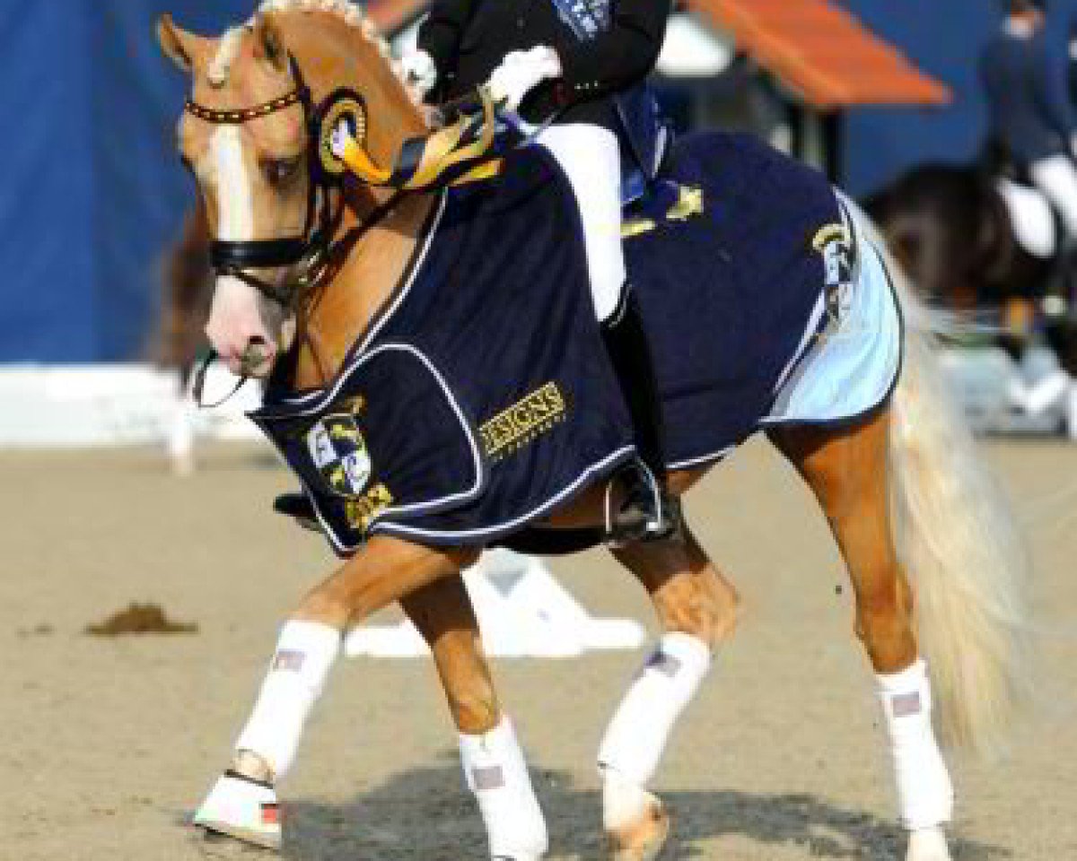 Deckhengst Deinhard B (Deutsches Reitpony, 1999, von Dornik B)