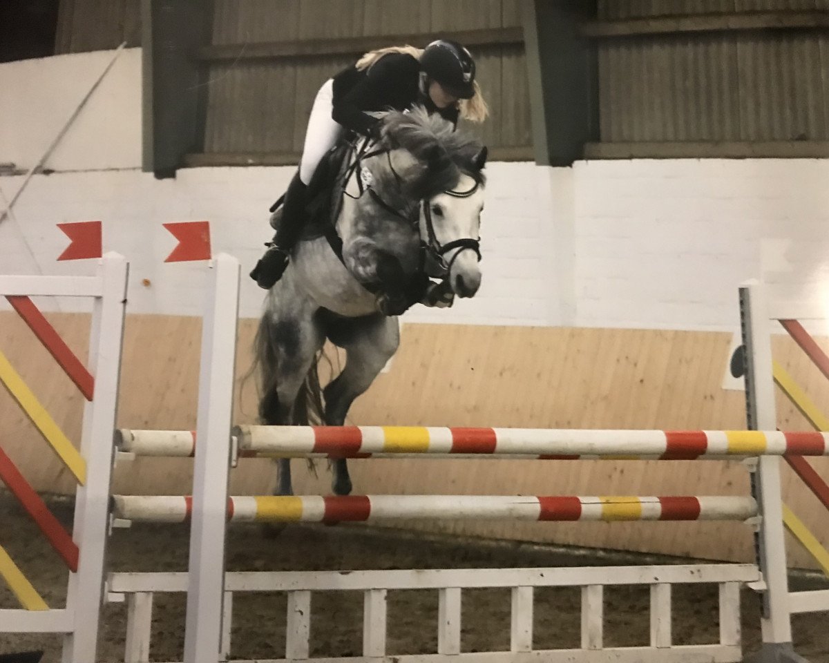 stallion Rio DH (German Riding Pony, 2014, from Rex the Robber)