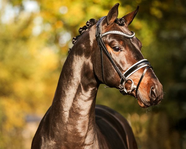 stallion Fürst Fabrice (Oldenburg, 2014, from Fürstenball)
