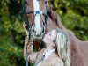 dressage horse Bella Rose MS (Bavarian, 2012, from First Boy)