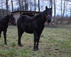 Pferd Neon (Polnisches Warmblut, 2017, von Dakar)