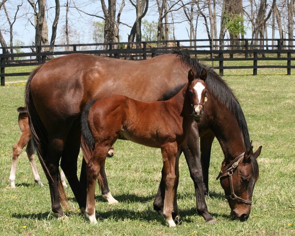 broodmare Wild Forest xx (Thoroughbred, 2006, from Forest Wildcat xx)