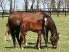 broodmare Wild Forest xx (Thoroughbred, 2006, from Forest Wildcat xx)