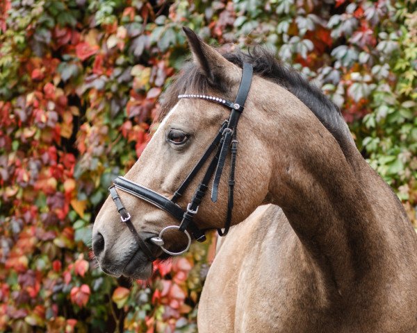 Pferd Mirabell (Deutsches Reitpony, 1997, von Da Capo)