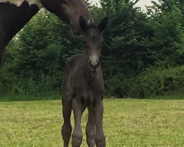 Dressurpferd Dream On Mallory (British Sport Horse, 2017, von Dream On)