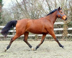 Springpferd Lawavantos (KWPN (Niederländisches Warmblut),  , von Tangelo van de Zuuthoeve)