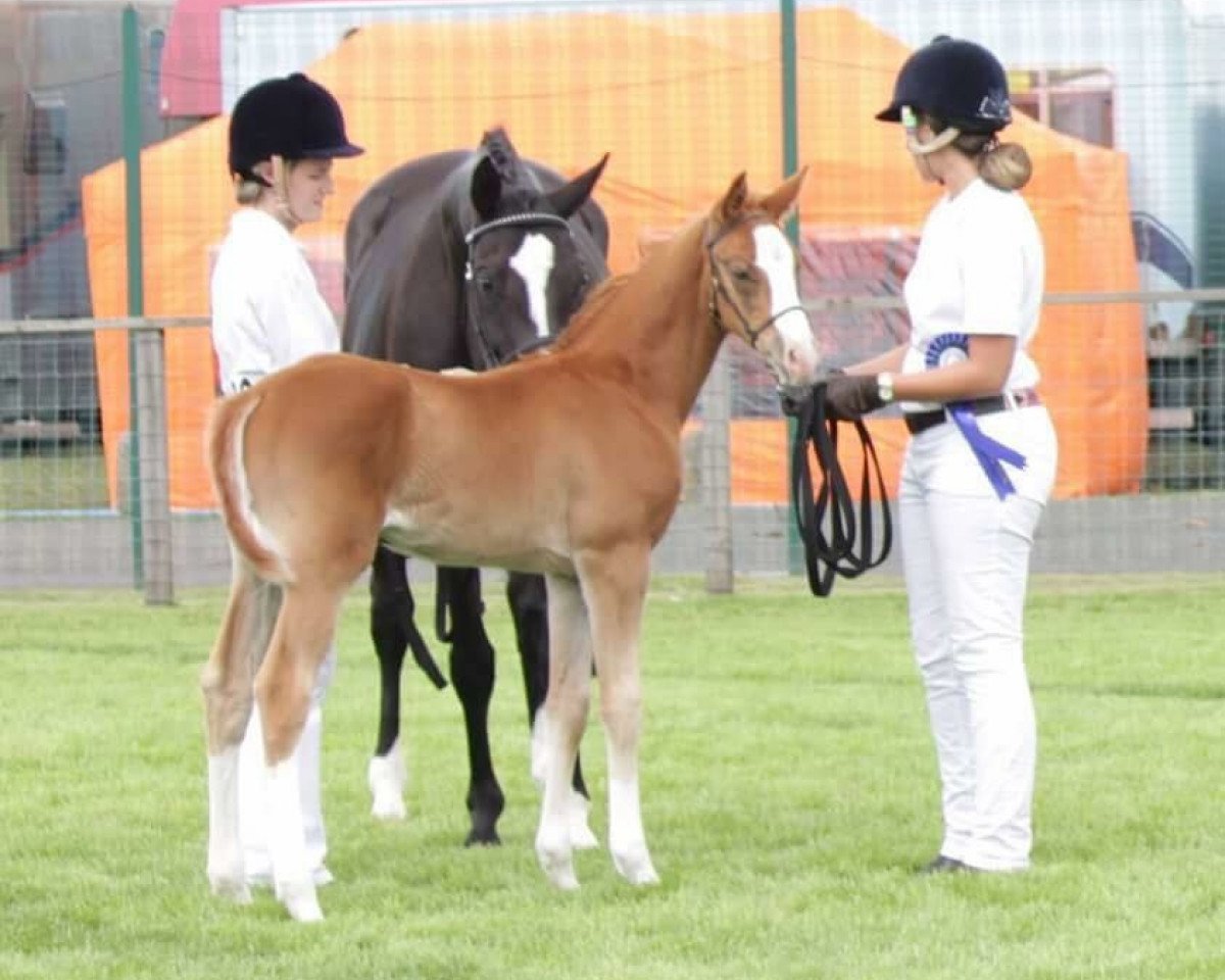 stallion Sannabays Majordome (British Sport Horse, 2017, from Dream On)