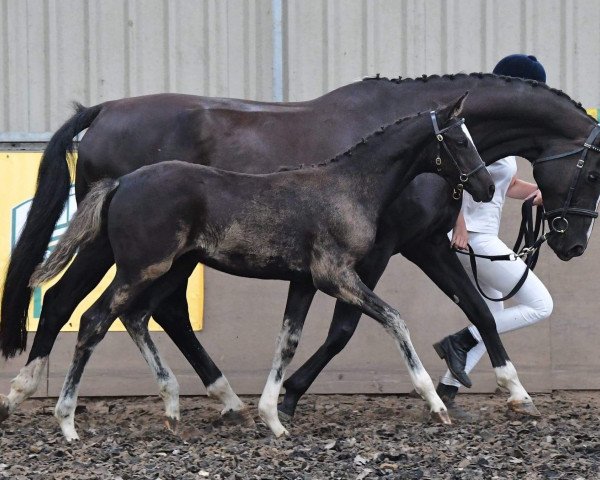 Zuchtstute Sannabays Nerina (British Sport Horse, 2018, von Dream On)