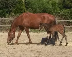 broodmare Desmina (Westphalian, 2006, from De Crillon n.gek xx)