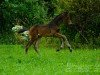 jumper First Class 112 (German Sport Horse, 2017, from Feriado)