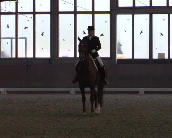 Reitturnier Leverkusen-Rheindorf 2017