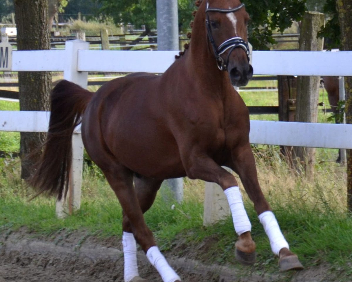 horse Aukoppels Vinnebo (German Riding Pony, 2016, from Valerius)