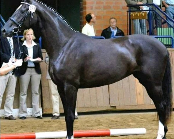 broodmare Sissy F (Hanoverian, 2007, from Sir Donnerhall I)