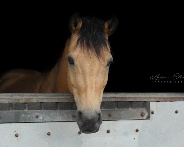 jumper Mon Garco (German Riding Pony, 2006, from Monte Christo)