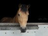 jumper Mon Garco (German Riding Pony, 2006, from Monte Christo)