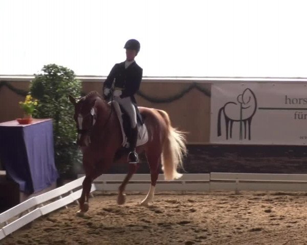 Reitturnier Landshut 2017