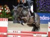 jumper Kavalier (Italian Warmblood, 2006, from Kannan)