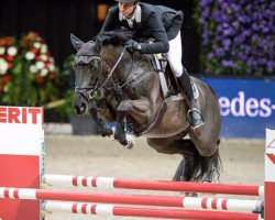 jumper Kavalier (Italian Warmblood, 2006, from Kannan)