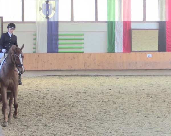 Reitturnier Bottrop 2017