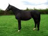 Zuchtstute Gowran Lady (Irish Sport Horse, 1997, von Cavalier Royale)