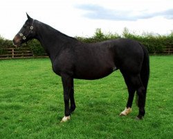 Zuchtstute Gowran Lady (Irish Sport Horse, 1997, von Cavalier Royale)