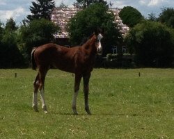 Pferd Emil (Hannoveraner, 2014, von Escudo I)