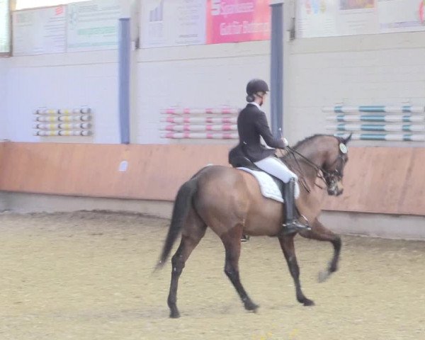 Reitturnier Bottrop 2017