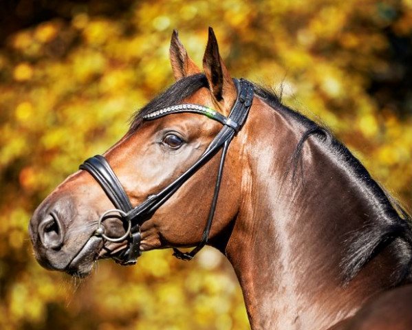 stallion Sixpack 11 (Hanoverian, 2015, from Schenkenberg)