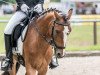 dressage horse Monet 38 (Welsh-Pony (Section B), 2006, from Frankenhoeh's Merlin)