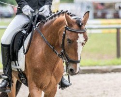 dressage horse Monet 38 (Welsh-Pony (Section B), 2006, from Frankenhoeh's Merlin)