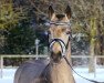 dressage horse Great Again (German Riding Pony, 2018, from Golden Grey NRW)